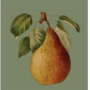 Vintage Pear Greeting Card | Blank Card | Australian Made | Studio Nuovo