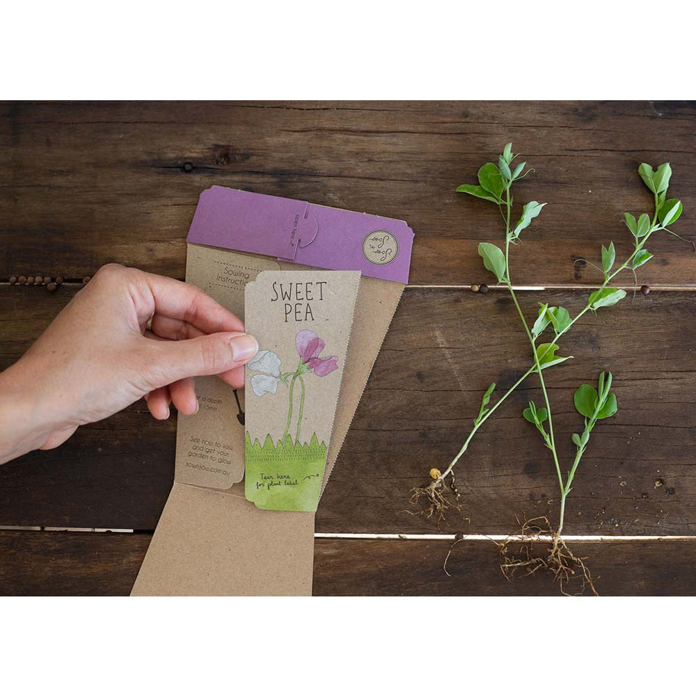 Gift of Seeds | Sweet Pea