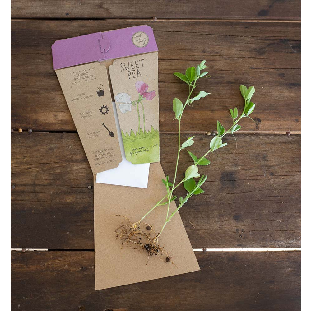 Gift of Seeds | Sweet Pea