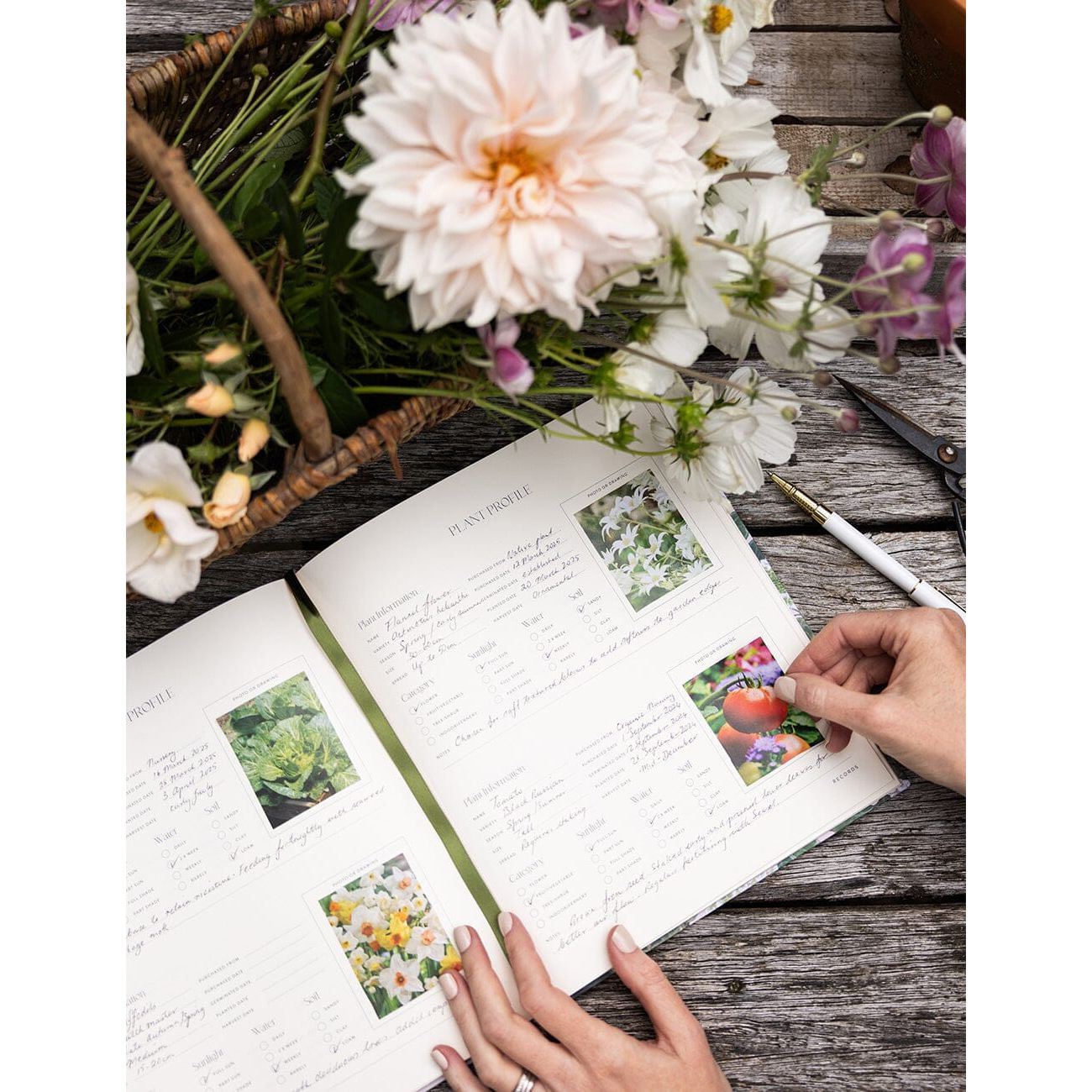 Gardening Journal | Hydrangea