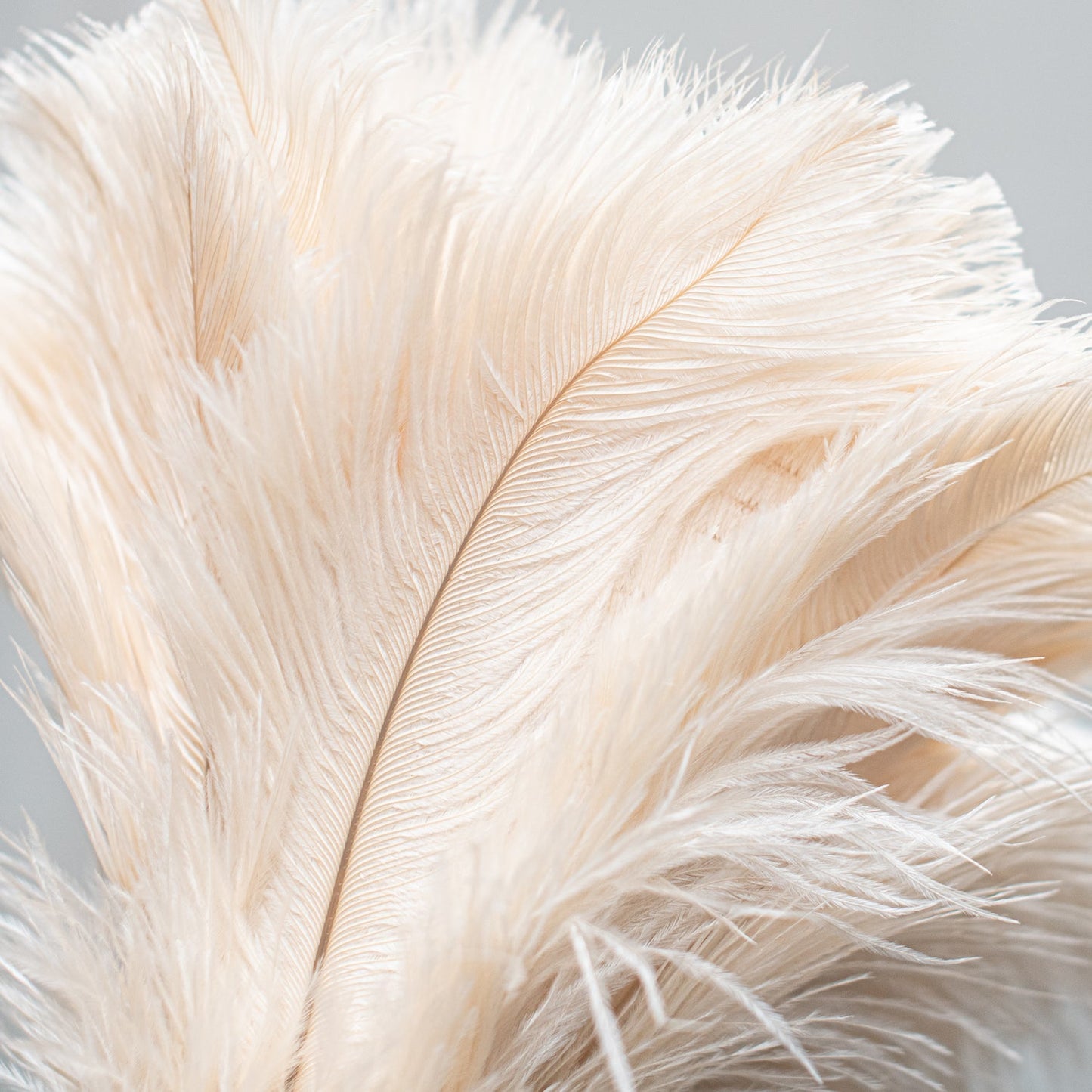 Feather Duster | 50cm | Cream