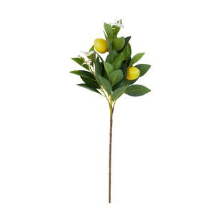 Lemon Stem