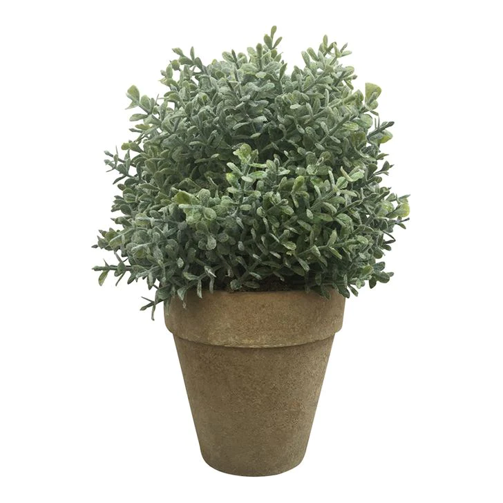 Olearia Pot