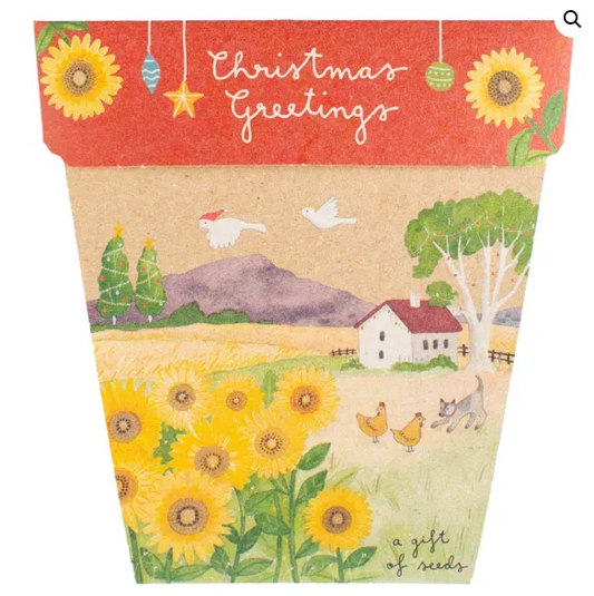 Christmas Sunflower| Gift of Seeds