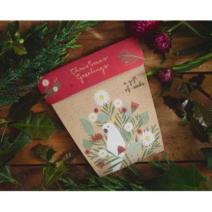 Christmas Everlasting Daisies | Gift of Seeds